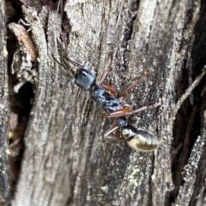 Myrmecia fulvipes at Jerrabomberra, NSW - 13 Mar 2023 02:02 PM