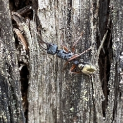 Myrmecia fulvipes at Jerrabomberra, NSW - 13 Mar 2023 02:02 PM