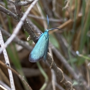 Pollanisus viridipulverulenta at Jerrabomberra, NSW - 13 Mar 2023