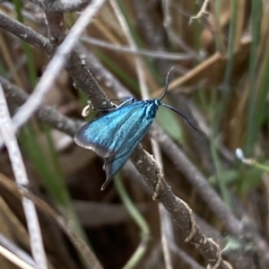 Pollanisus viridipulverulenta at Jerrabomberra, NSW - 13 Mar 2023