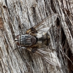 Rutilia sp. (genus) (A Rutilia bristle fly, subgenus unknown) at Mount Jerrabomberra QP - 13 Mar 2023 by Steve_Bok