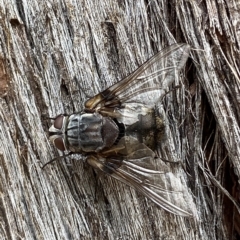Rutilia sp. (genus) (A Rutilia bristle fly, subgenus unknown) at Jerrabomberra, NSW - 13 Mar 2023 by SteveBorkowskis
