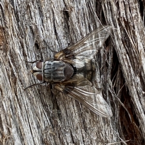 Rutilia sp. (genus) at Jerrabomberra, NSW - 13 Mar 2023