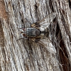 Rutilia sp. (genus) at Jerrabomberra, NSW - 13 Mar 2023