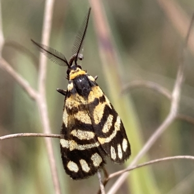 Asura lydia (Lydia Lichen Moth) at Jerrabomberra, NSW - 13 Mar 2023 by SteveBorkowskis