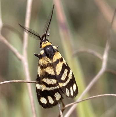 Asura lydia (Lydia Lichen Moth) at Mount Jerrabomberra - 13 Mar 2023 by SteveBorkowskis