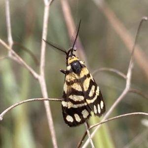 Asura lydia at Jerrabomberra, NSW - 13 Mar 2023