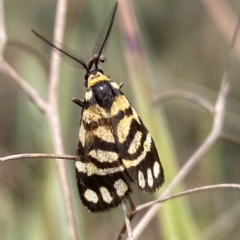 Asura lydia at Jerrabomberra, NSW - 13 Mar 2023