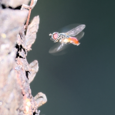 Psilota rubra (Red-tailed hoverfly) at Wodonga, VIC - 13 Mar 2023 by KylieWaldon