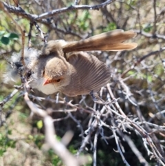 Malurus cyaneus (Superb Fairywren) at Dunlop Grasslands - 13 Mar 2023 by ChrisHolder