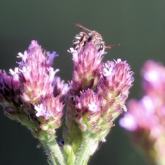 Lipotriches sp. (genus) (Halictid bee) at Wodonga, VIC - 13 Mar 2023 by KylieWaldon