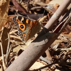 Junonia villida (Meadow Argus) at Wodonga, VIC - 13 Mar 2023 by KylieWaldon