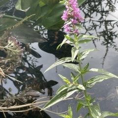 Lythrum salicaria (Purple Loosestrife) at Yarralumla, ACT - 13 Mar 2023 by JaneR