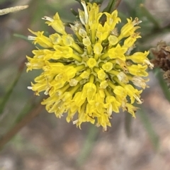 Rutidosis leptorhynchoides (Button Wrinklewort) at Stirling Park - 13 Mar 2023 by JaneR