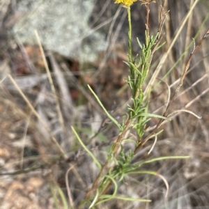 Rutidosis leptorhynchoides at Yarralumla, ACT - 13 Mar 2023