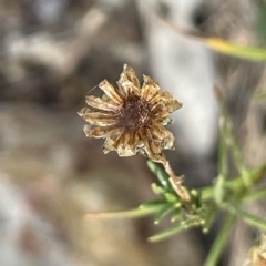 Rutidosis leptorhynchoides at Yarralumla, ACT - 13 Mar 2023