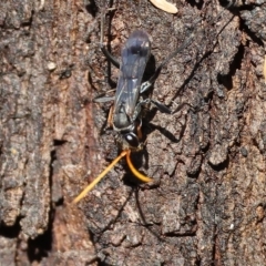 Fabriogenia sp. (genus) at Wodonga, VIC - 13 Mar 2023 by KylieWaldon