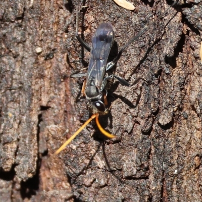 Fabriogenia sp. (genus) at Wodonga, VIC - 13 Mar 2023 by KylieWaldon