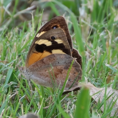 Heteronympha merope (Common Brown Butterfly) at Wodonga, VIC - 13 Mar 2023 by KylieWaldon
