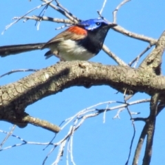Malurus assimilis (Purple-backed Fairywren) at Back Creek, NSW - 13 Feb 2022 by BenW