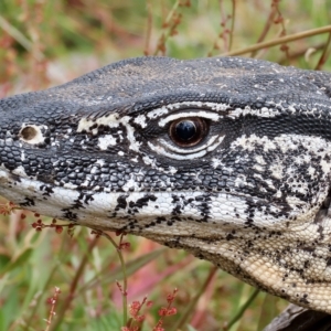 Varanus rosenbergi at Rendezvous Creek, ACT - 13 Mar 2023