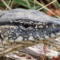 Varanus rosenbergi at Rendezvous Creek, ACT - 13 Mar 2023