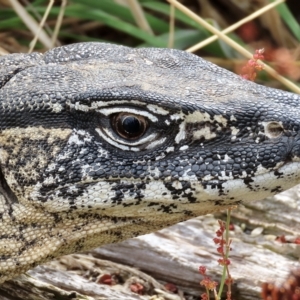 Varanus rosenbergi at Rendezvous Creek, ACT - 13 Mar 2023