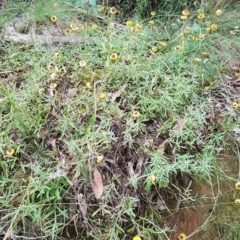 Coronidium monticola (Mountain Button Everlasting) at Lower Cotter Catchment - 13 Mar 2023 by danswell