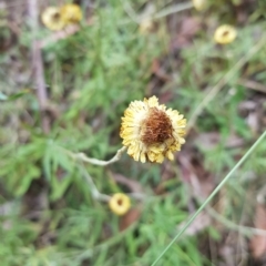 Coronidium monticola at Cotter River, ACT - 13 Mar 2023 04:03 PM