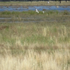 Chlidonias hybrida (Whiskered Tern) at Corinella, NSW - 13 Feb 2022 by BenW