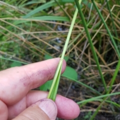 Carex fascicularis (Tassel Sedge) at Lower Cotter Catchment - 13 Mar 2023 by danswell