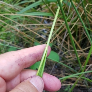 Carex fascicularis at Cotter River, ACT - 13 Mar 2023