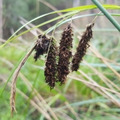 Carex fascicularis at Cotter River, ACT - 13 Mar 2023 03:47 PM