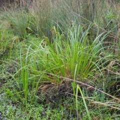 Carex fascicularis at Cotter River, ACT - 13 Mar 2023 03:47 PM