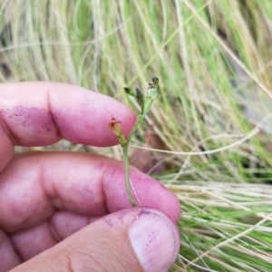 Speculantha multiflora at Cotter River, ACT - suppressed