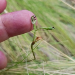 Speculantha multiflora at Cotter River, ACT - suppressed