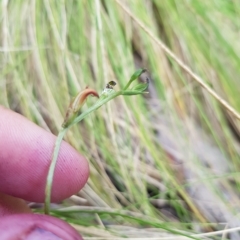 Speculantha multiflora at Cotter River, ACT - 13 Mar 2023