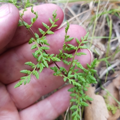 Cheilanthes austrotenuifolia (Rock Fern) at Cotter River, ACT - 13 Mar 2023 by danswell