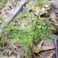 Cheilanthes austrotenuifolia at Cotter River, ACT - 13 Mar 2023