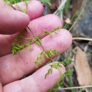 Cheilanthes austrotenuifolia at Cotter River, ACT - 13 Mar 2023