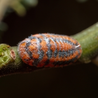 Monophlebulus sp. (genus) (Giant Snowball Mealybug) at Paddys River, ACT - 13 Mar 2023 by Boagshoags