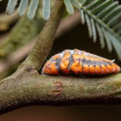 Monophlebulus sp. (genus) at Paddys River, ACT - 13 Mar 2023