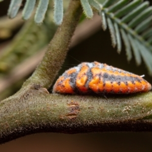 Monophlebulus sp. (genus) at Paddys River, ACT - 13 Mar 2023