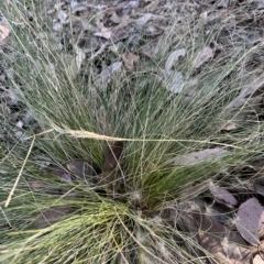 Nassella trichotoma (Serrated Tussock) at Nicholls, ACT - 11 Mar 2023 by Untidy