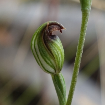 Speculantha rubescens (Blushing Tiny Greenhood) - 1 Jan 1900 by RobG1