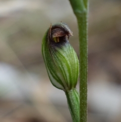 Speculantha rubescens at Stromlo, ACT - 13 Mar 2023