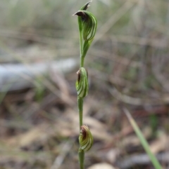 Speculantha rubescens at Stromlo, ACT - 13 Mar 2023