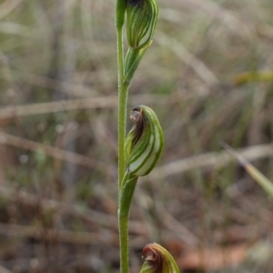 Speculantha rubescens at Stromlo, ACT - 13 Mar 2023