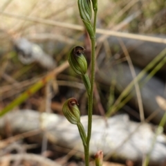 Speculantha rubescens at Stromlo, ACT - 13 Mar 2023