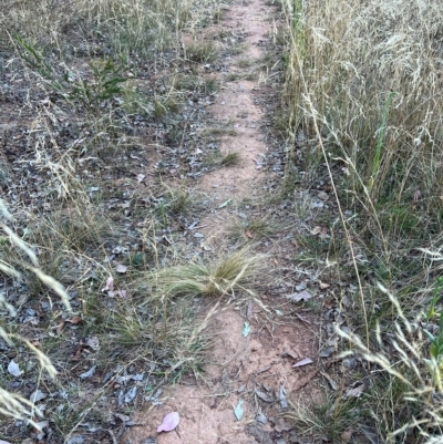 Nassella trichotoma (Serrated Tussock) at Percival Hill - 11 Mar 2023 by Untidy